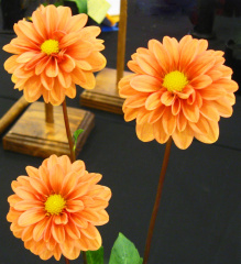 Dahlia ' LAKE HILLS CREAMSICLE '  (Paeony Fl. (Dwarf))  Walker A.  USA  2020  Washington State Show, USA 2022  (David Brown)